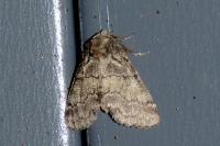 Gluphisia crenata