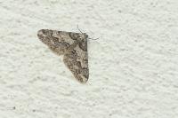 Agriopis leucophaearia