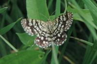 Chiasmia clathrata