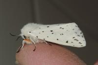 Spilosoma lubricipeda