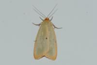 Cybosia mesomella