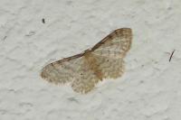 Idaea fuscovenosa