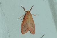 Miltochrista miniata