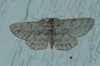 Hypomecis punctinalis