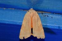 Noctua fimbriata