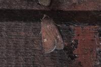 Xestia xanthographa