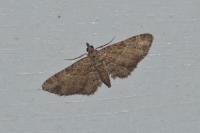 Gymnoscelis rufifasciata