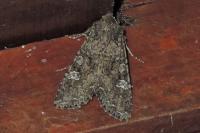Mamestra brassicae