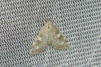 Udea olivalis