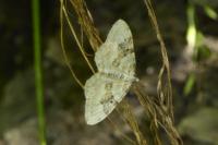 Xanthorhoe montanata