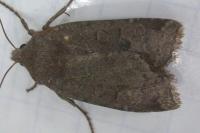 Conistra ligula