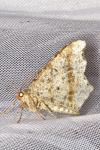 Macaria alternata