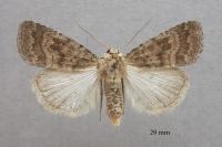 Caradrina morpheus