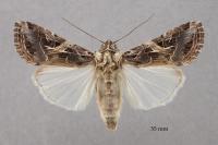 Spodoptera littoralis