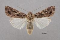 Spodoptera littoralis