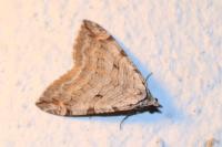 Aplocera efformata/plagiata