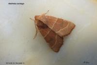Atethmia centrago