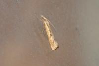 Agriphila geniculea
