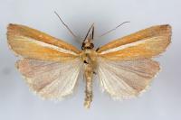 Agriphila selasella