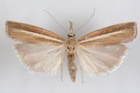 Agriphila selasella