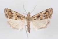 Euchromius cambridgei