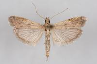 Phycitodes inquinatella