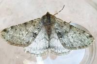 Phigalia pilosaria