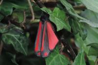 Tyria jacobaeae