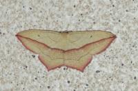 Timandra comae
