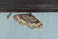 Epirrhoe alternata