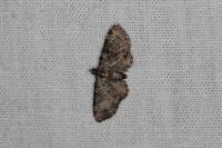 Pasiphila chloerata