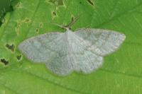 Cabera exanthemata