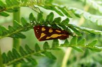Arctia testudinaria