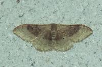Idaea degeneraria