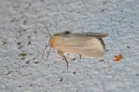 Mythimna pallens