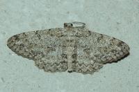 Hypomecis punctinalis