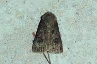 Agrotis bigramma