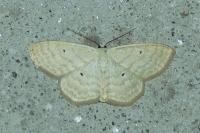 Scopula immutata