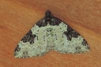 Xanthorhoe fluctuata