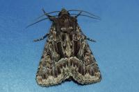 Thalpophila matura