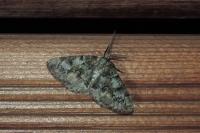 Cleorodes lichenaria