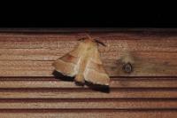 Malacosoma neustria