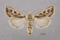 Eucoptocnemis optabilis