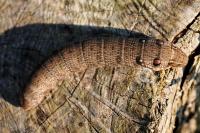 Deilephila elpenor