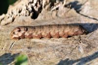 Deilephila elpenor