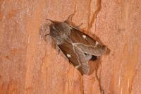 Eriogaster lanestris