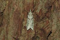 Eudonia angustea