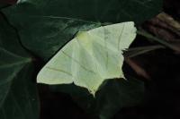 Ourapteryx sambucaria