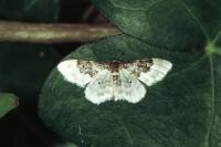Idaea rusticata