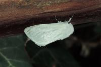 Leucoma salicis